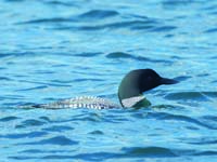 Common Loon floating in blue water facing right.